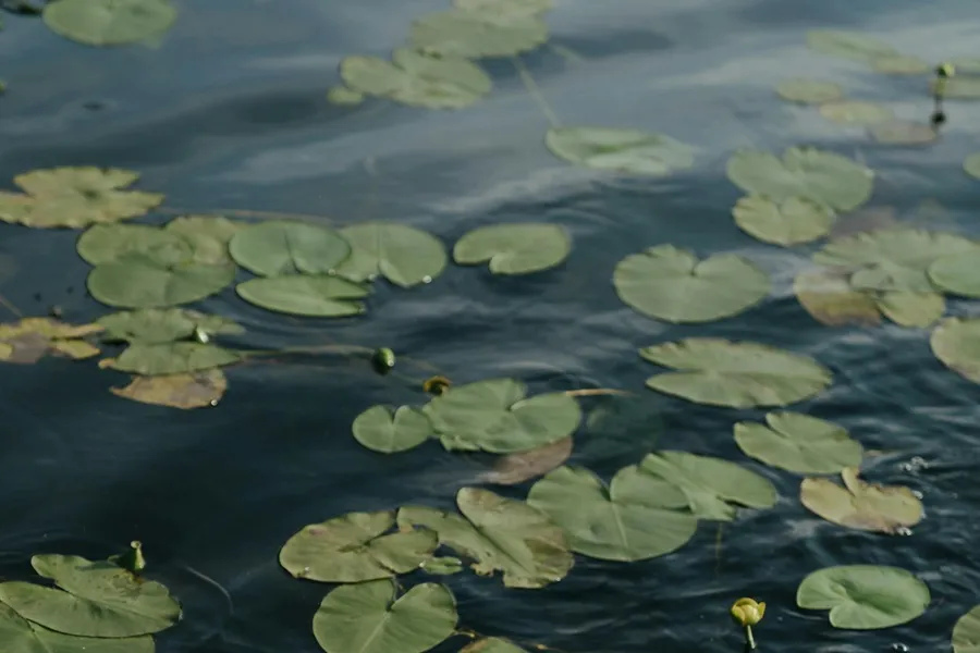 Open water, the setting Louisa uses to unwind